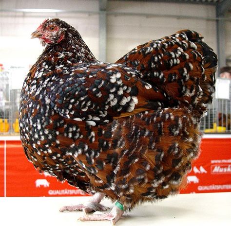 Jubilee Orpington Pekin Chicken, Chickens Breeds, Pet Chickens Breeds, Orpington Chickens, Laying Chickens Breeds, Laying Chickens, Best Egg Laying Chickens, Egg Laying Chickens, Fancy Chickens