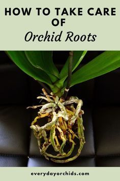 Care Of Orchids, Orchid Propagation, Repotting Orchids, Indoor Orchids, Orchid Fertilizer, Types Of Houseplants, Orchid Plant Care, Orchid Roots, Orchid Leaves