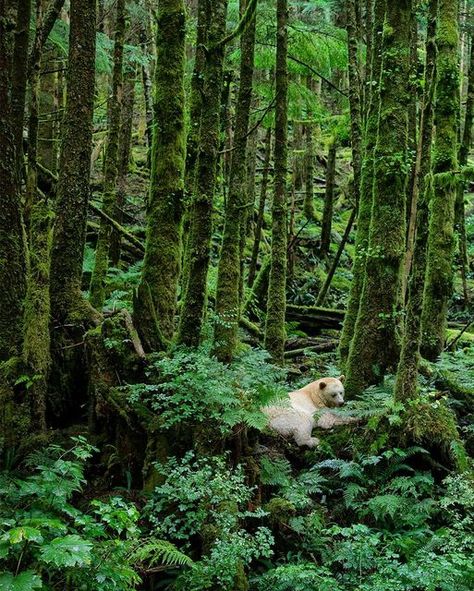 Paul Nicklen, Kermode Bear, Spirit Bear, Kingdom Animalia, Special Place In My Heart, Ancient Forest, Creature Comforts, Beautiful Sights, Bc Canada