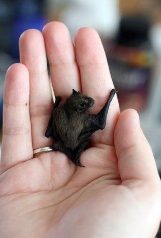 Bumblebee bat (Craseonycteris thonglongyai) is the world’s smallest bat and for the same reason the bat is named after the bumblebee. It weighs between 0.7 oz and 09 oz. The bat lacks a tail. It begins to feed in evening and never goes far away from its cave. Bumblebee Bat, Bat Facts, Baby Skunks, Bat Species, Otters Cute, Baby Bats, Curious Creatures, Lovely Creatures, Weird Animals