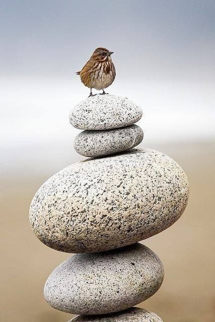 Photo Cairns, Meditation Music, Small Birds, Land Art, Little Bird, Stone Rocks, Bird Watching, Stone Art, Bird Feathers