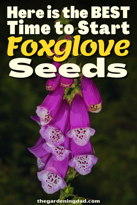 Have you ever wondered what it would be like to grow Foxglove Seeds? Look no further, The Gardening Dad has done all the research for you to make your job easier. #Thegardeningdad #foxglove #garden Foxgloves In Garden, Flower Seeds, Gardening Tips, Seeds, Wonder, Good Things