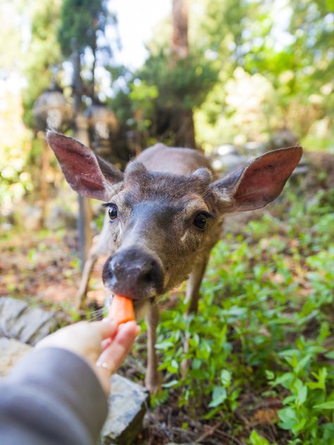 deer wildlife feeding animal cute eating outdoor granola nature aesthetic photography wallpaper Animal Cute, Wildlife Animals, Photography Wallpaper, Nature Aesthetic, Wild Animals, Aesthetic Photography, Animal Photography, Granola, Animals Wild