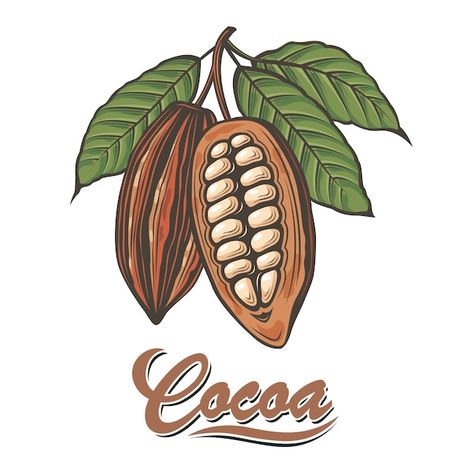 Shop Mural, Cocoa Plant, Cocoa Fruit, Cacao Fruit, Nature Symbols, Chocolate Tree, Chocolate Logo, Chocolate Labels, Branch Vector