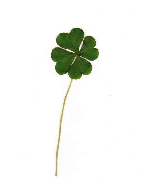 Four Leaf, Leaf Clover, Four Leaf Clover, White Background, White