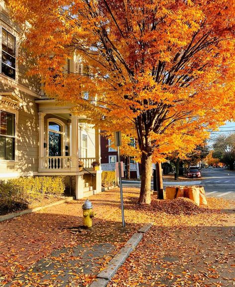 Salem, Massachusetts, USA Spring Fall Aesthetic, Fall Season Aesthetic, Autumn Feeling, Raking Leaves, Autumn Leaves Falling, Season Aesthetic, Orange Autumn, Leaves Falling, Fall Images