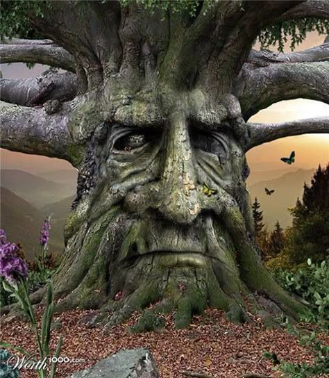 The Celts saw a face on each and every tree, and believed that souls or spirits lived inside of them, the reason why they worshiped them. Tre Kunst, Weird Trees, Tree Spirits, Enchanted Tree, The Green Man, Amazing Trees, Tree People, Magical Tree, Tree Faces