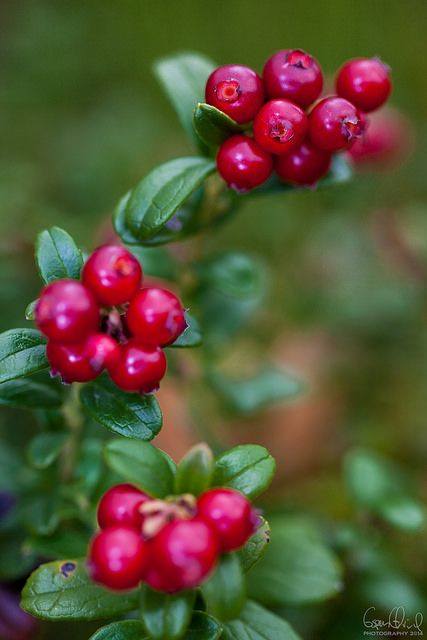 Lingonberry (Vaccinium vitis-idaea) II. In Norwegian: Tyttebær | by Espen Ørud Lingonberry Tattoo, Jean Flowers, Farm Fruit, Happy Birthday Illustration, Beautiful Norway, Norwegian Food, Birthday Illustration, Flower Boutique, Forgotten Realms