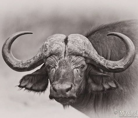 African Buffalo Drawing, African Sahara, Buffalo Pictures, African Animals Photography, Buffalo Tattoo, Charcoal Picture, Buffalo Painting, Protea Art, Cape Buffalo