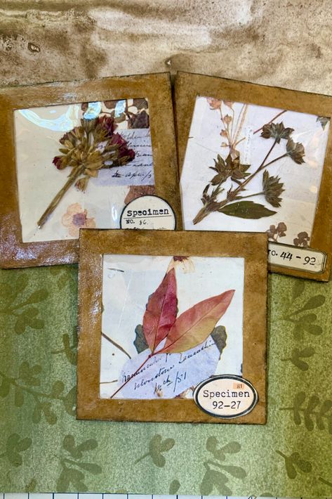 Let's make some botanical specimen cards for junk journals Specimen Cards, Botanical Specimen, Forest Fairies, Nature Adventure, Forest Fairy, Junk Journals, Botany, Junk Journal, Forest