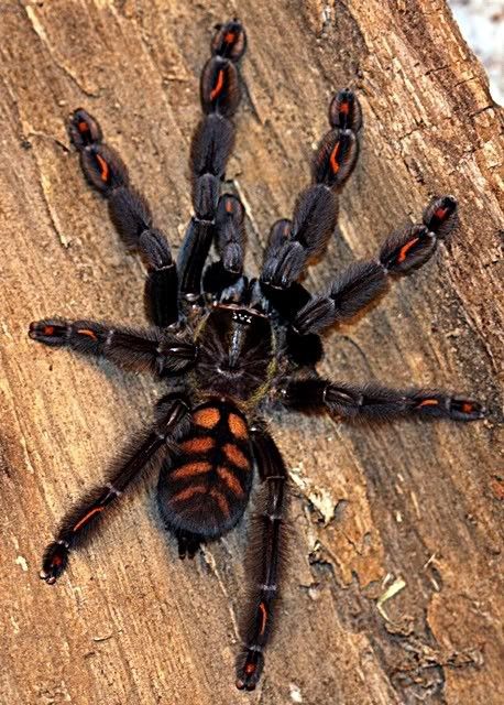 The Venezuelan Suntiger is a striking tarantula species from Venezuela and hence considered a New World species. It has hairy legs which are typically dark in color (pronominally black) with a black carapace. Males are generally a slightly lighter, more faded color than females. The female has a striking coloration with bright orange chevrons on their long legs and a tiger stripe design on its abdomen. It is a large species, regularly reaching lengths of up to 6 inches. Pet Tarantula, Arachnids Spiders, Spiders And Snakes, Itsy Bitsy Spider, Cool Bugs, Spider Tattoo, Beautiful Bugs, Creepy Crawlies, Arthropods