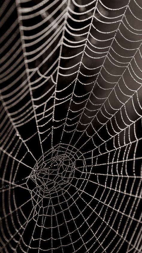 Cobweb Wallpaper, Spider Background, Backgrounds For Phones, Spider Wallpaper, Free Phone Backgrounds, Remembrance Day Activities, Dr Zakir Naik, Cracked Wallpaper, Watercolor Face