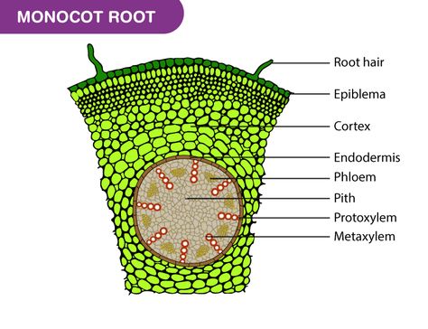 Root Diagram, Speech Topics For Kids, Xylem And Phloem, Ground Tissue, Maths Syllabus, Class 6 Maths, Plant Tissue, Revision Notes, Previous Year Question Paper