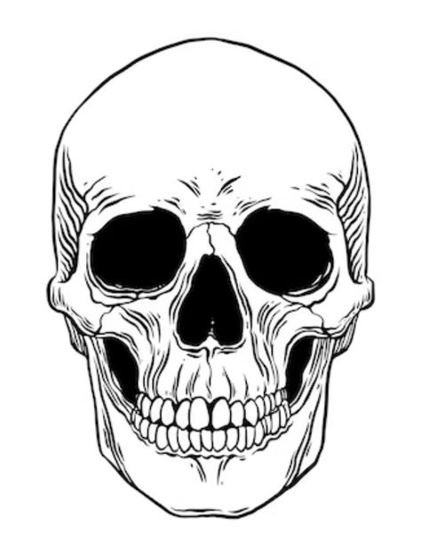 Skull Coloring Pages Skull Coloring Pages Free Printable, Skull Line Drawing, Skull Line Art, Human Skull Drawing, Skull Paintings, Skull Outline, Happy Skull, Smiling Skull, Skull Emoji