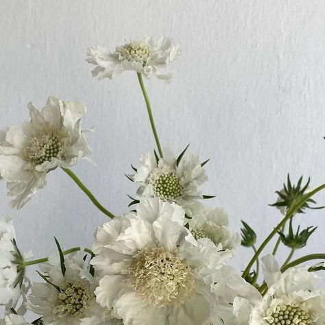 White Scabiosa Flower, Scabiosa White, White Scabiosa, Flower Boy, Artsy Photos, Instagram White, Orange Wedding, Flower Boys, June 30