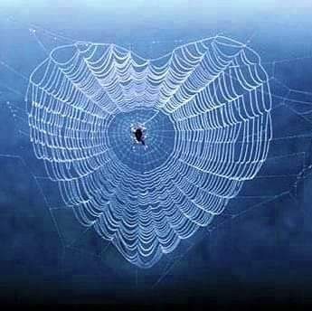 Spider Totem, Spider Web Art, Heart Spider Web, Nature Hearts, Heart Spider, Hearts In Nature, Love Is Everywhere, Heart In Nature, Sleepy Girl