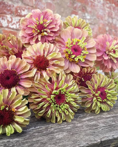 Amaranthus Caudatus, Outdoor Flowering Plants, Flower Bouquet Painting, Farmers Market Flowers, Zinnia Garden, Zinnia Elegans, Annual Garden, Daucus Carota, Zinnia Flowers