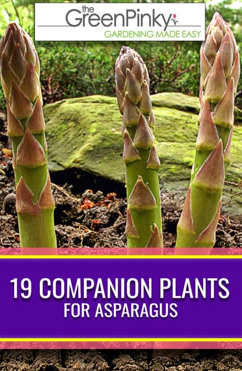 Asparagus Garden, Growing Asparagus, Asparagus Plant, Companion Gardening, Garden Companion Planting, Outdoor Herb Garden, Perennial Vegetables, Vegetable Garden Diy, Companion Plants