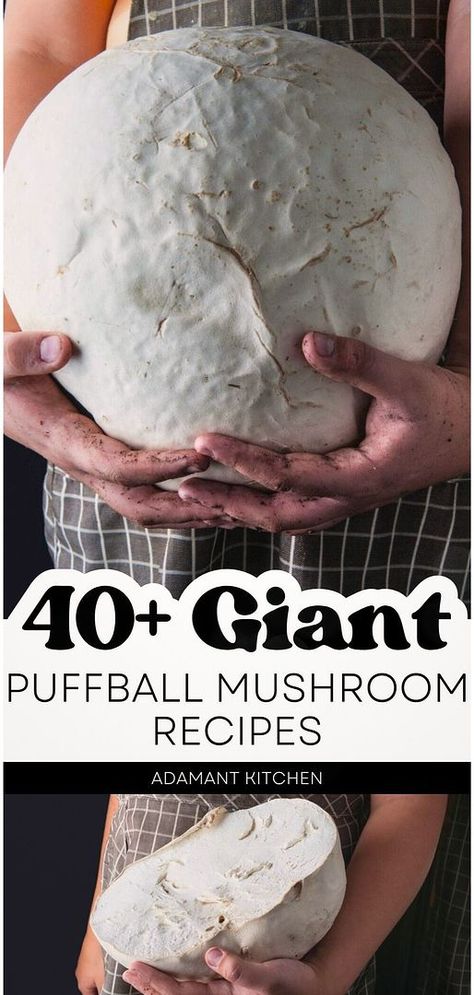 Learn to create BOARD TITLE KEYWORD by making 40+ giant puffball mushroom recipes. Giant puffball mushrooms can be used in many ways, including as a steak, in soups, and on pizza. Get inspired with these versatile recipes. Find more wild mushrooms, edible mushrooms, and mushroom hunting ideas at adamantkitchen.com. Puffballs Mushroom, How To Cook A Puff Ball Mushroom, Puffball Recipes, Giant Puffball Mushroom, Giant Puffball Mushroom Recipe, Puff Ball Mushroom, Puff Ball Mushroom Recipes, Puffball Mushroom Recipes, Mushroom Ragu Sauce