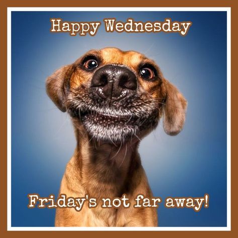 Happy Wednesday Funny, Wednesday Funny, Funny Wednesday, Hero Up, Walmart Pictures, Funny Dog Faces, Funny Dog Memes, Dog Clothes Patterns, Dogs Tee