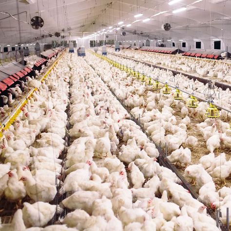 Poultry Farm Buildings, Chicken Farming House, Huge Chicken, Poultry Farm Design, House Ventilation, Hen Farm, Poultry House, Backyard Chicken Coop Plans, Big Farm