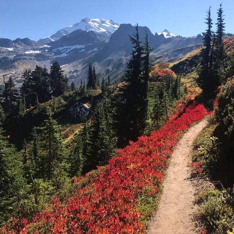 Bushes Painting, Canada Wilderness, Beautiful Pathways, Washington Mountains, Surfing Pictures, Blueberry Bushes, Colorado Hiking, Pacific Crest Trail, Fall Days