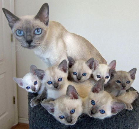 Lakebird- female Kits- (back 2 front )Cookiekit, Icingkit, Cakekit, Cupcakekit, Candykit, Wafflekit, Toastkit All females except Wafflekit and Toastkit (The 2 in the front) Pedigree Cats, Tonkinese Cat, Tonkinese, Siamese Kittens, Cat Meow, Mama Cat, Animal Nature, Here Kitty Kitty, Cute Cats And Kittens