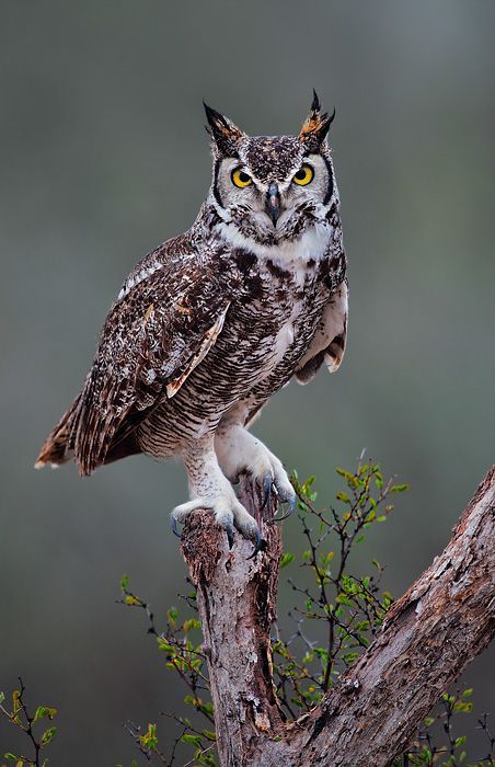 Awesome Owls, Beautiful Owls, Owl Photography, Owl Photos, Owl Pictures, Beautiful Owl, Great Horned Owl, Airbrush Art, Owl Bird