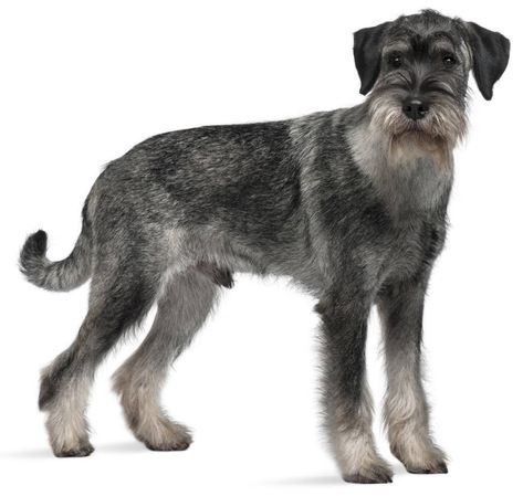 Standard Schnauzer - Dog Breed Guide Schnauzer Standard, Dog Types, Schnauzer Mix, Protective Dogs, Schnauzer Art, Background Square, Standard Schnauzer, Kerry Blue Terrier, Puppy Day