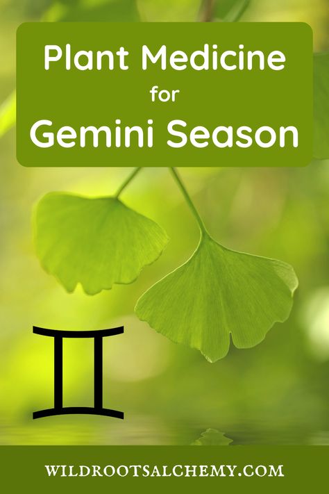 Gemini Season, Plant Medicine, Organ System, Air Signs, Herbal Magic, Growing Herbs, Medicinal Plants, Herbal Medicine, Astrology Signs