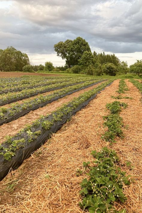 Strawberry Growing, Straw Mulch, Growing Strawberries, Veggie Garden, Mulch, The Field, Strawberries, Beautiful Homes, Garden Design