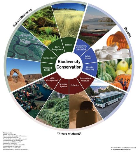 Activity Template, Biodiversity Loss, Diversity Poster, Biodiversity Conservation, Plant Activities, Nature School, Permaculture Design, Activities Worksheet, Environment Day