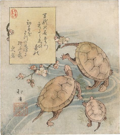 Totoya Hokkei, ca. 1825 Japanese Turtle, Ancient Japanese Art, Turtle Painting, Turtle Art, Turtles, Japanese Art, Mammals, Plum, Art Inspiration