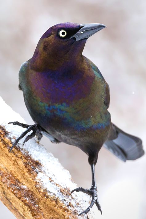 17 Beautiful Birds of Wisconsin | Common Grackle Common Grackle Bird, Wisconsin Birds, Common Grackle, Grackle Bird, Ohio Birds, Cat Grass, What Is A Bird, Pencil Drawings Of Animals, Bird Theme