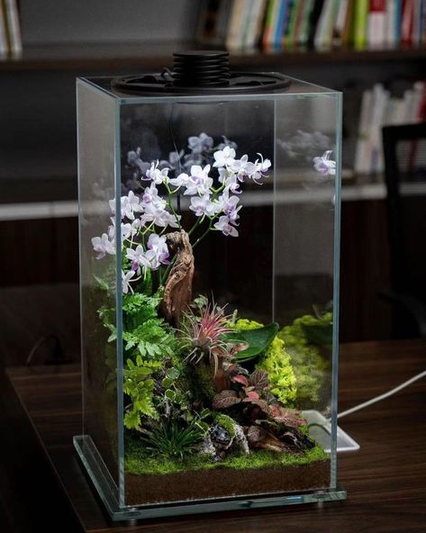 Terrarium Imaginarium on Instagram: “LED terrarium with orchids by @myhomenature from Japan 🇯🇵” Landscape Terrarium, Closed Terrarium Plants, Orchid Terrarium, Wardian Case, Bottle Terrarium, Beautiful Terrariums, Rock Flowers, Perfect Room, Moss Terrarium