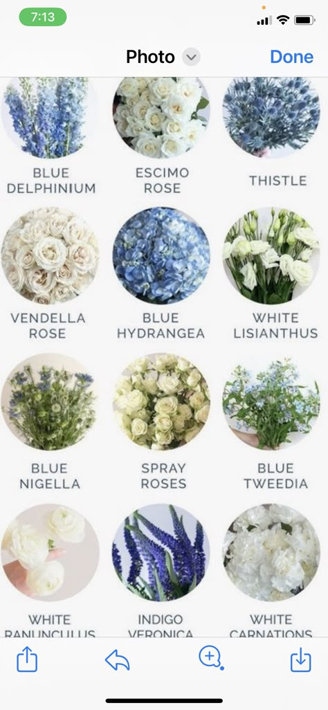 Classy Blue Wedding Theme, Blue White Sage Wedding, Outdoor Wedding Blue Theme, Wedgwood Blue Wedding, Wedding Florals With Blue, Blue And Cream Wedding Bouquet, French Blue Flowers, All Shades Of Blue Wedding, Antique Blue Wedding