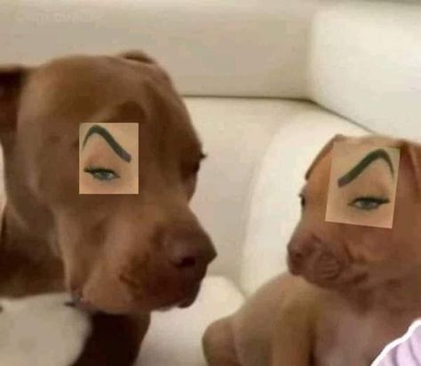 Eyebrows, To Look, On Twitter, Dogs, Twitter