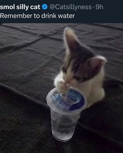 No one asked but.. Water Whisper, Water Meme, No One Asked, Water Reminder, Silly Cats Pictures, Cat Drinking, Drink More Water, Silly Cats, Cat Life