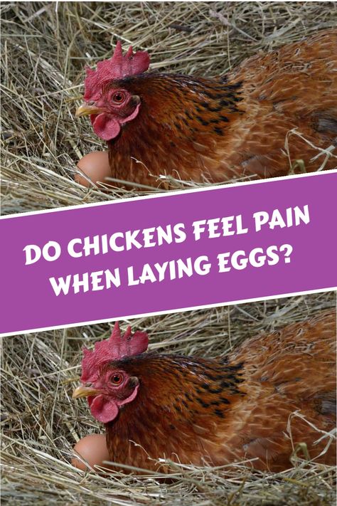 Discover the natural process of egg laying in chickens and how you can support their comfort during this important time. Educate yourself on identifying signs of distress or egg binding to ensure the well-being of your feathered friends. Cinnamon Queen, Easter Eggers, Chicken Owner, Rhode Island Red, Healthy Eggs, Egg Production, Egg Laying, Chicken Breeds, Wooden Eggs