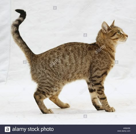 Download this stock image: Female mackerel tabby cat standing kinked tail looking up bright eyes alert expression side view - AR6HEB from Alamy's library of millions of high resolution stock photos, illustrations and vectors. Standing Side View, Mackerel Tabby Cat, Mackerel Tabby, Feline Anatomy, Cat Standing, Cat Skeleton, Cat Anatomy, Cat Profile, Cat Reference