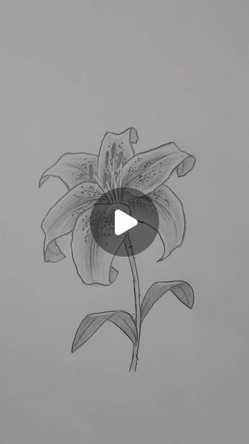 43K views · 2K likes | Shane Burke on Instagram: "How to Draw a Realistic Tiger Lily 🌺 Start with ribbons!   Checkout my YouTube channel for a longer, slower tutorial on how to do this! Link in bio 🔗  #drawing #drawingtutorial #drawingoftheday #art #artist #explorepage #explore #drawingchallenge #drawingclass #drawinglesson #drawingforbeginners #howtodraw #learntodraw #viral #flowers #tigerlily" How To Draw A Tiger Lily, Sketches Of Flowers Realistic, How To Draw A Lily Flower, How To Draw A Lily, Lily Drawing Simple, Drawing Of A Lily, Tigerlily Flower, Tiger Lily Drawing, Tiger Lily Painting