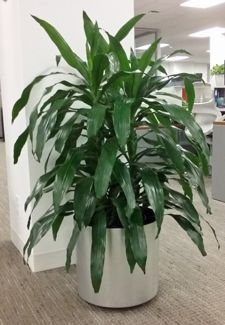 Dracaena Janet Craig-Corn Plant Janet Craig Plant, Dracaena Care, Dracaena Janet Craig, Best House Plants, Indoor Tropical Plants, Dracaena Plant, Herb Garden Design, Corn Plant, Hanging Plants Indoor