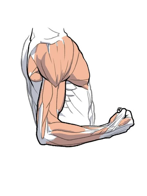 Arm Anatomy, Male Body Drawing, Man Anatomy, Human Anatomy Drawing, Human Figure Drawing, Muscle Anatomy, Human Anatomy Art, Anatomy Sketches, Body Reference Drawing