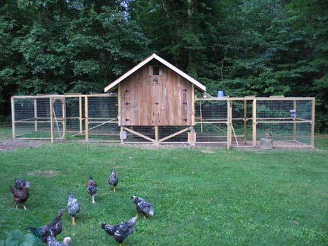 Nice coop...love the double runs and duplex divider.  That would come in handy when it's time for new chicks! Chicken Coop Blueprints, Portable Chicken Coop, Chicken Pen, Coop Design, Best Chicken Coop, Chicken Cages, Chicken Coop Designs, Coop Plans, Perfect Chicken