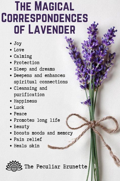 Dried Lavender Uses Witch, Lavender Properties Magic, Magic Properties Of Lavender, Lavender Magical Uses, Lavender Properties Witchcraft, Lavender Healing Properties, Lavender Correspondences, Herb Magical Properties List, Bergamot Magical Properties