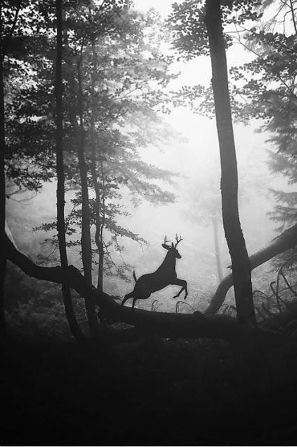 Deer Running, A Deer, White Photo, A Black, Deer, Running, Black And White, White, Black