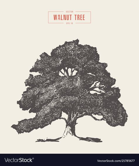 Sunrise Drawing, Sunrise Tattoo, Painting On Cloth, Branding Signage, Plant Study, Future Tattoo Ideas, Walnut Tree, Tree Sketches, Sketches Of People