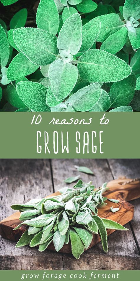 Grow Sage, Growing Sage, Medicinal Herbs Garden, Sage Plant, Garden Food, Healing Plants, Veg Garden, Have Inspiration, Food Garden