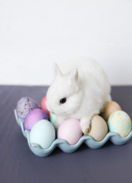 Easter Bunny Pictures, Cute Bunny Pictures, Söt Katt, Bunny Pictures, Cute Easter Bunny, Funny Bunnies, Baby Bunnies, White Rabbit