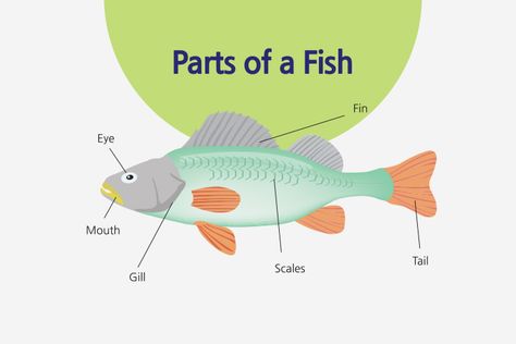 Anatomy Of Fish For Kids: Parts, Pictures, And Facts Parts Of A Fish Preschool, Parts Of A Fish, Fish For Kids, Live Worksheet, Science Diagram, Fish Anatomy, Fish Facts, Facts About Fish, Fish Printables